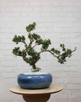 Buxus Sinica Bonsai