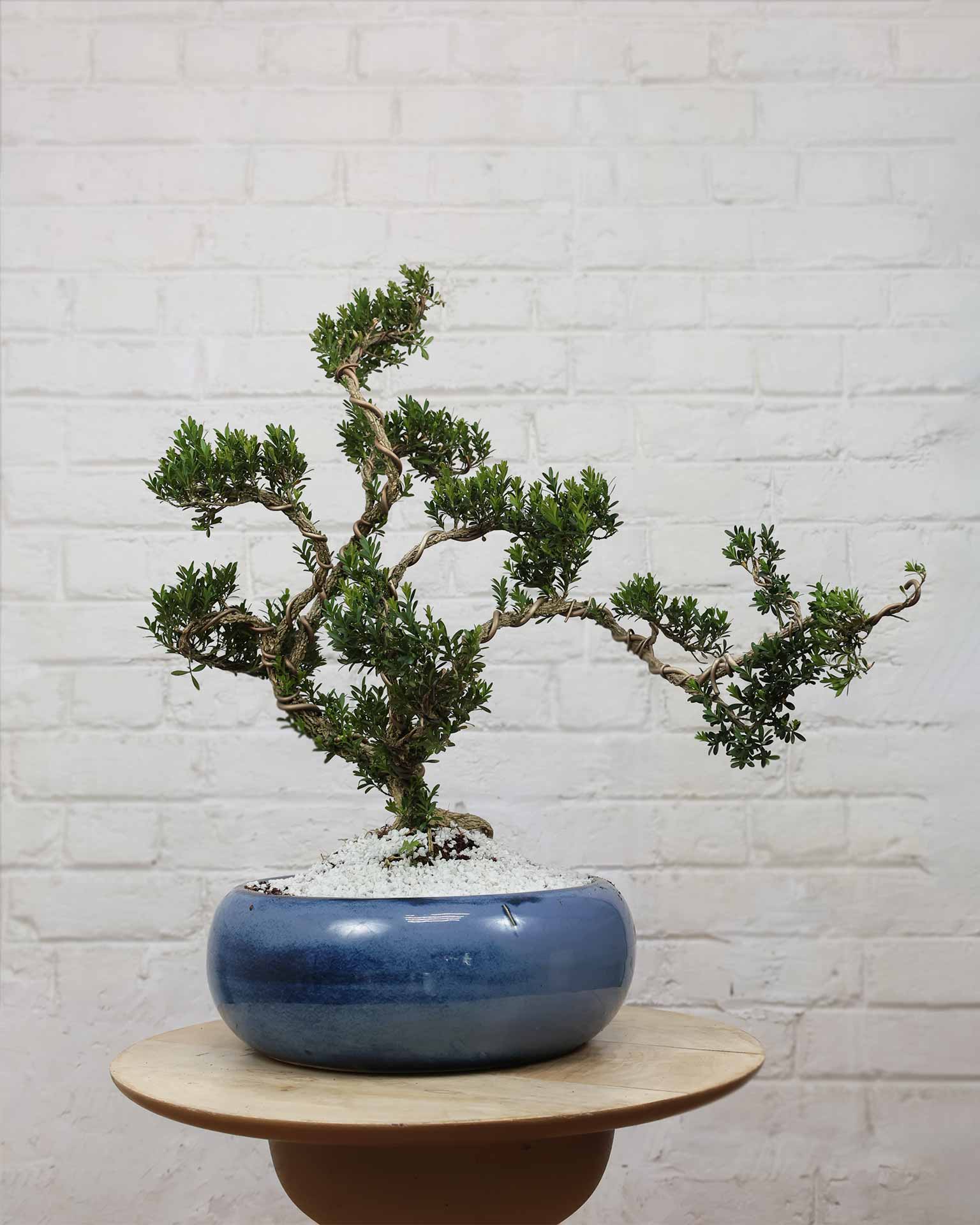 Buxus Sinica Bonsai