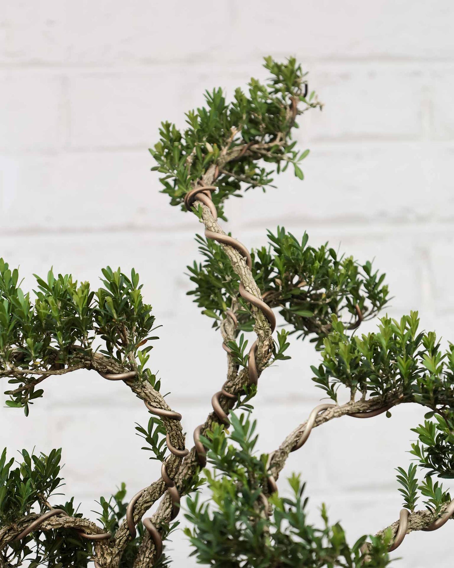 Buxus Sinica Bonsai