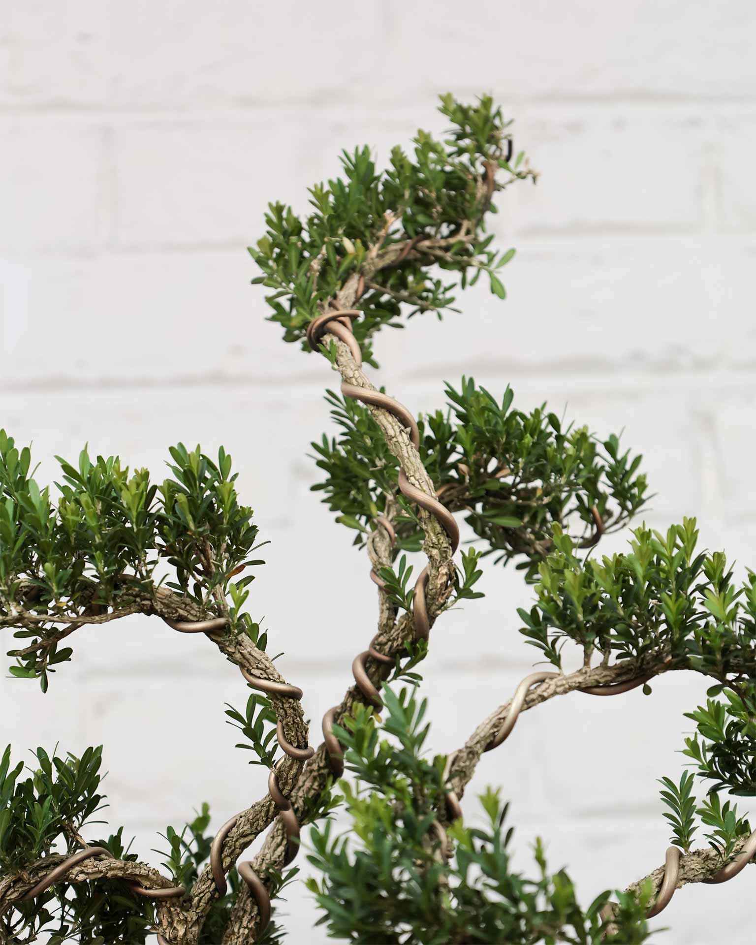 Buxus Sinica Bonsai