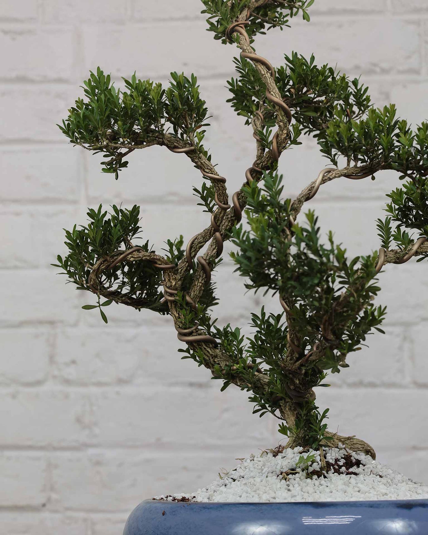 Buxus Sinica Bonsai