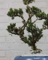 Buxus Sinica Bonsai