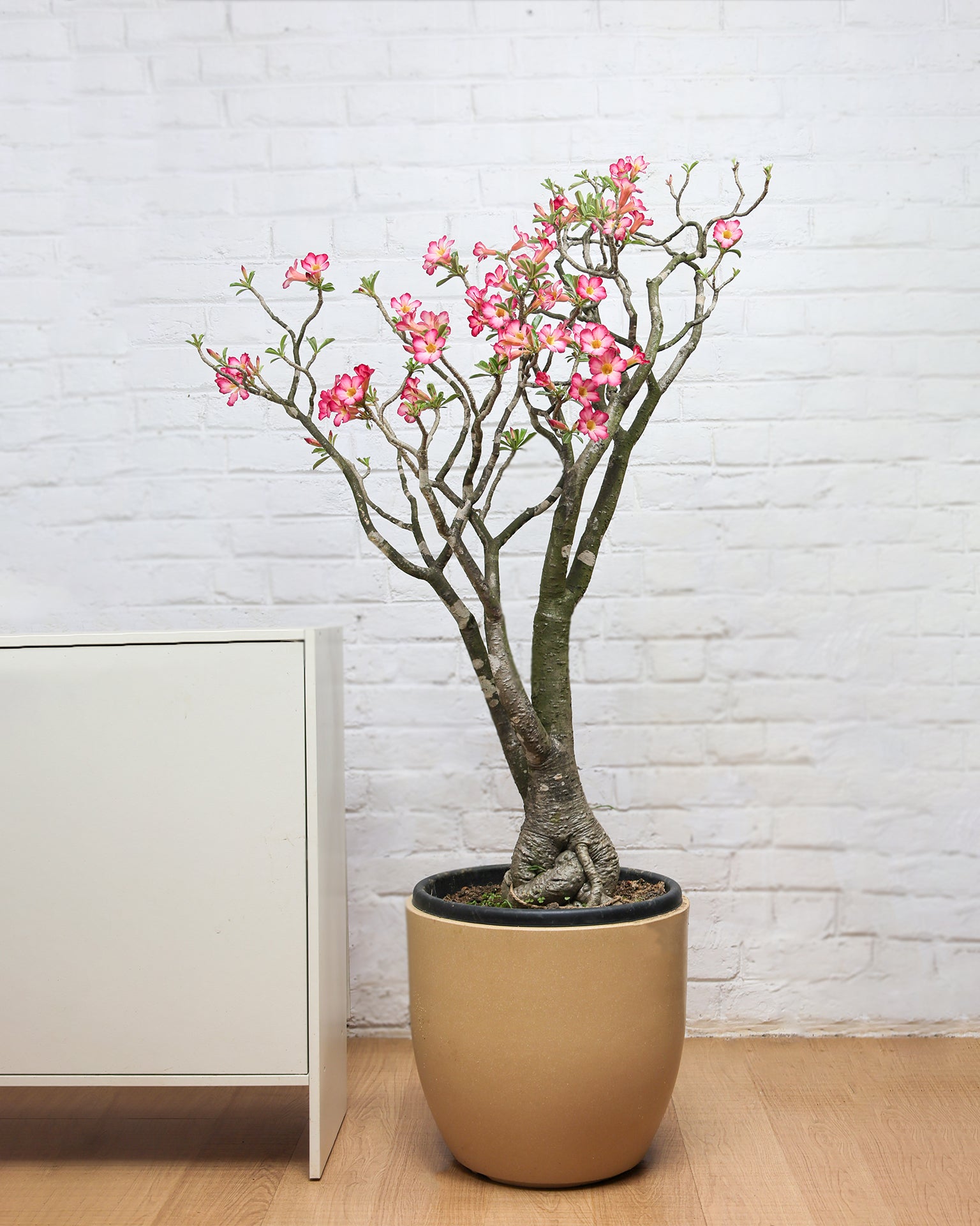 Large Adenium Plant