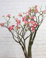 Large Adenium Plant