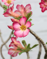 Large Adenium Plant
