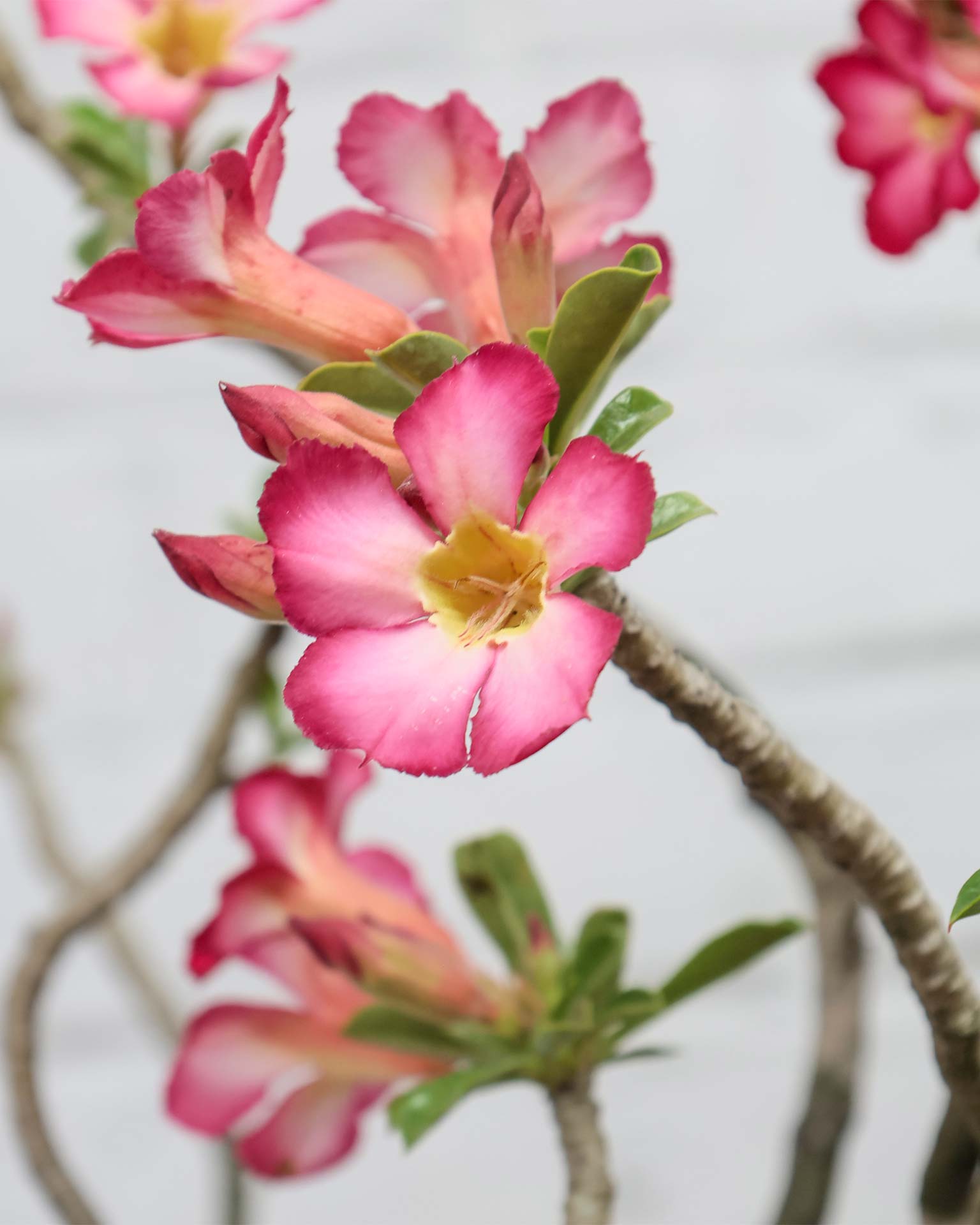 Large Adenium Plant
