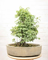 Celtis Bonsai (30 Years Old)