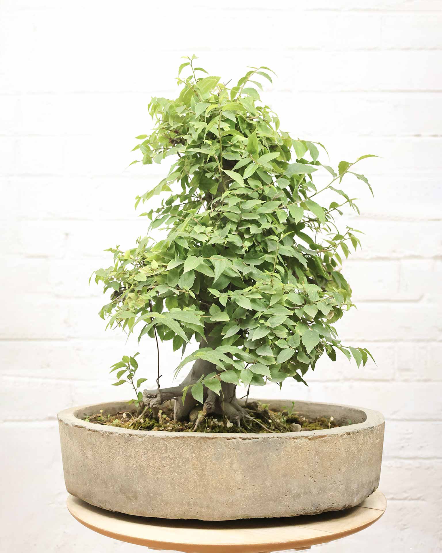 Celtis Bonsai (30 Years Old)