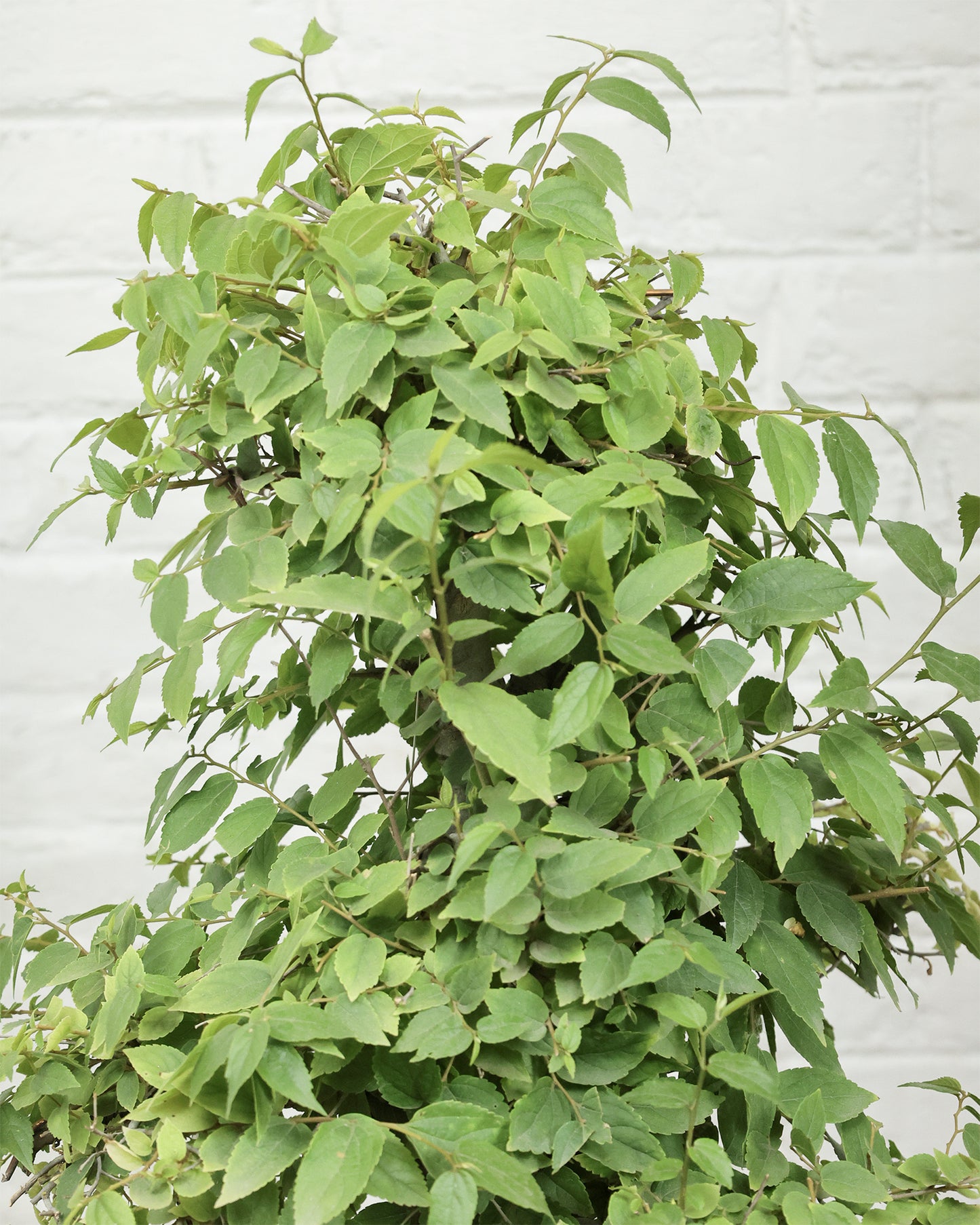 Celtis Bonsai (30 Years Old)