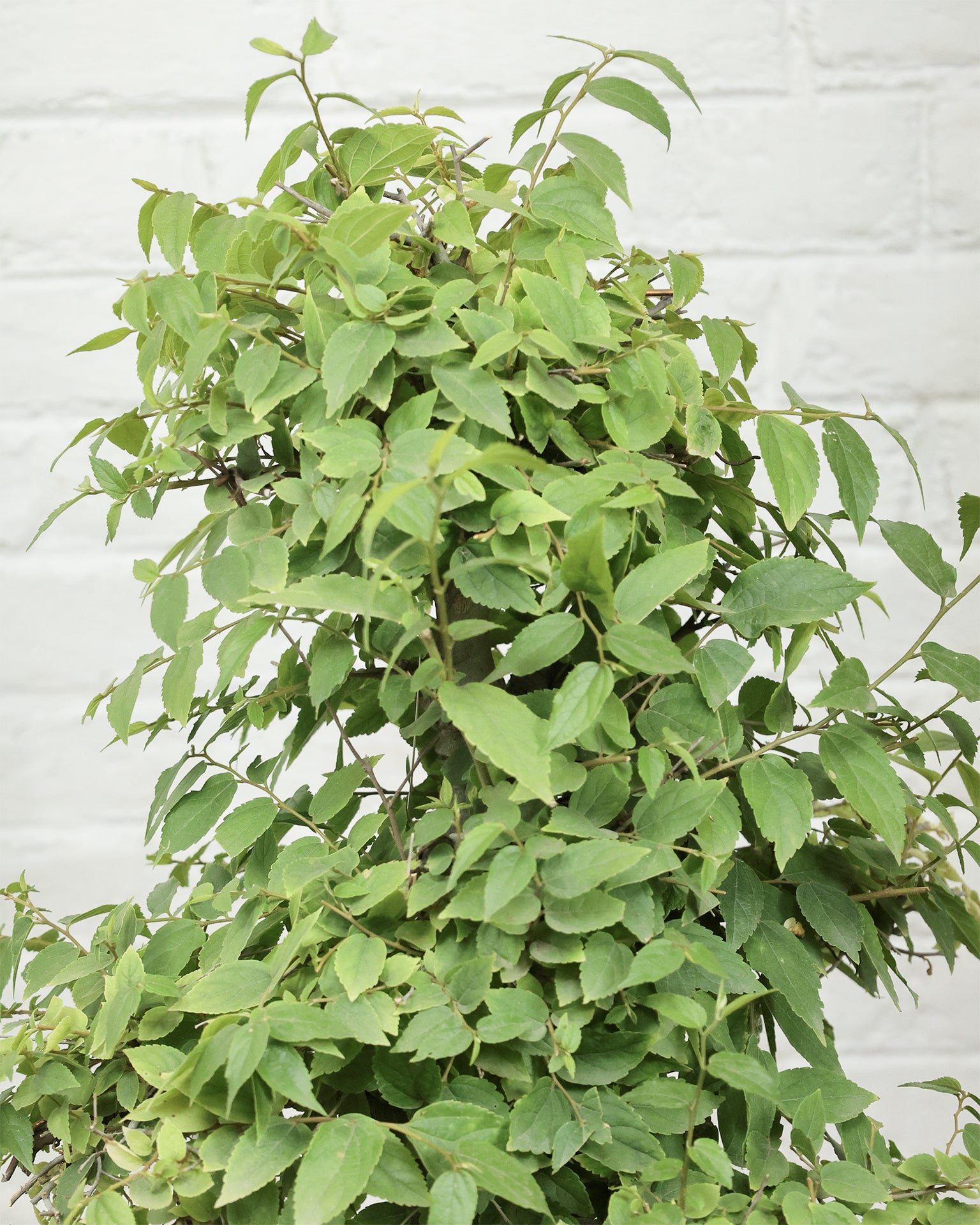 Celtis Bonsai (30 Years Old)