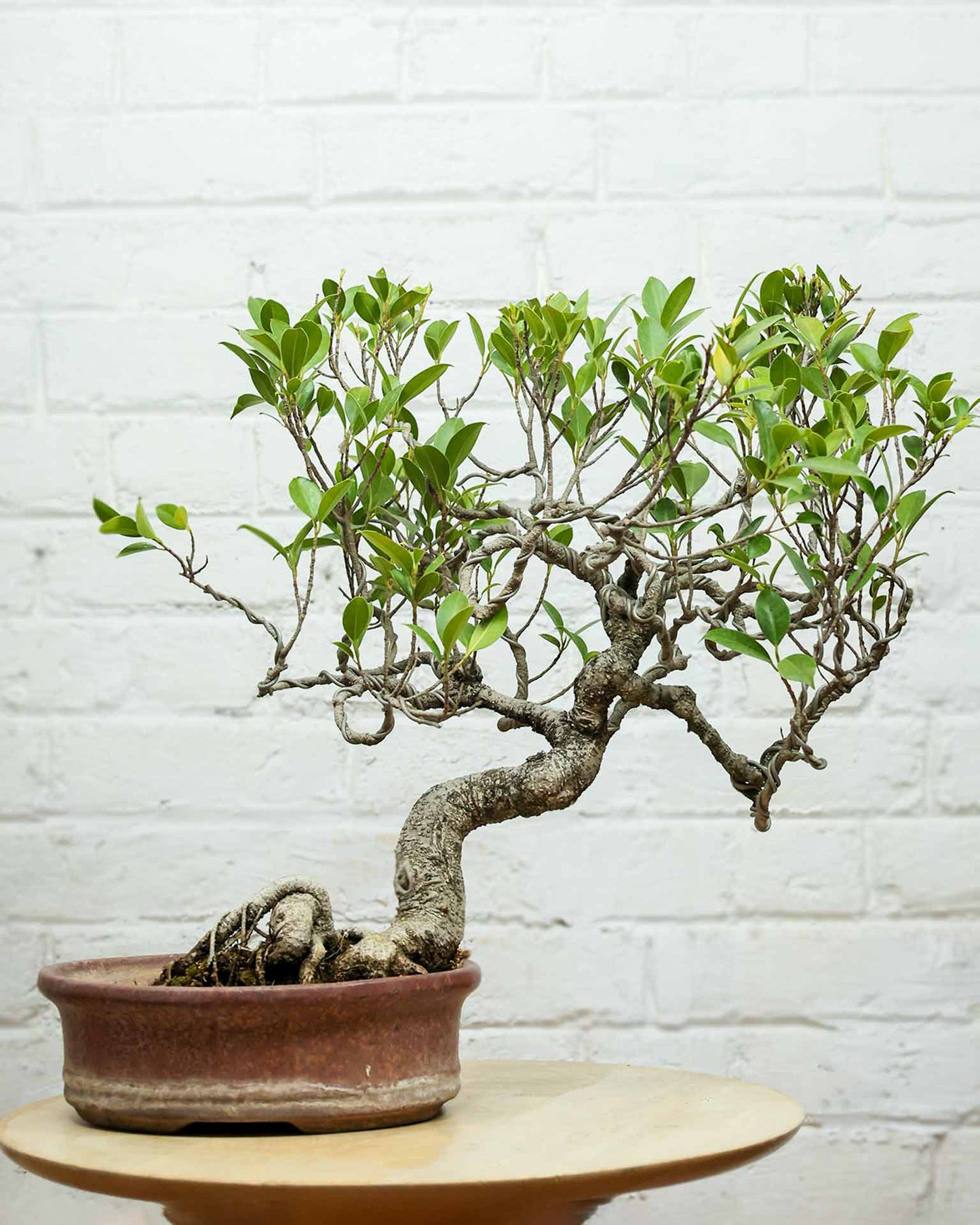 Ficus Nuda (15 Years Old)