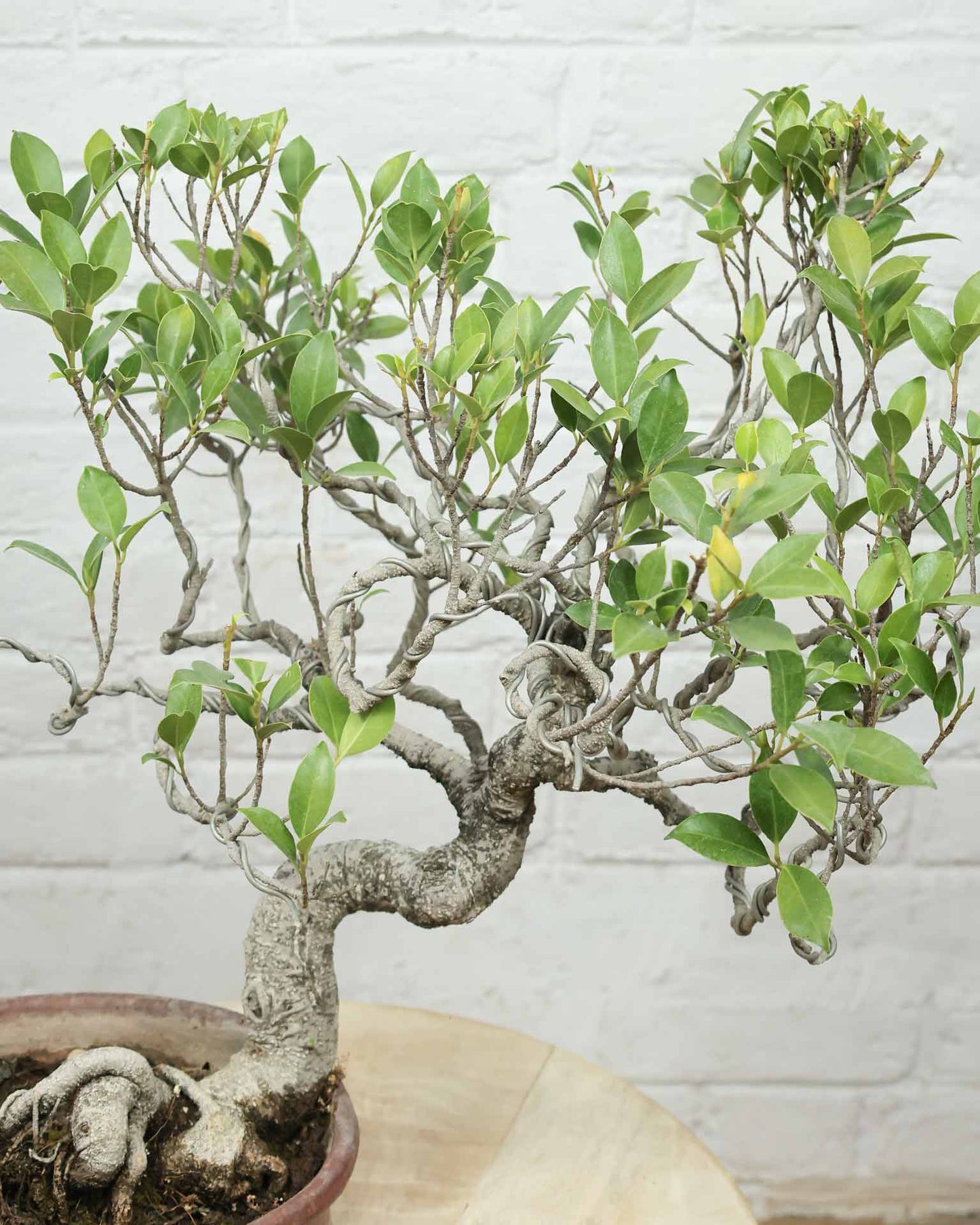 Ficus Nuda (15 Years Old)
