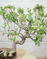 Ficus Nuda (15 Years Old)