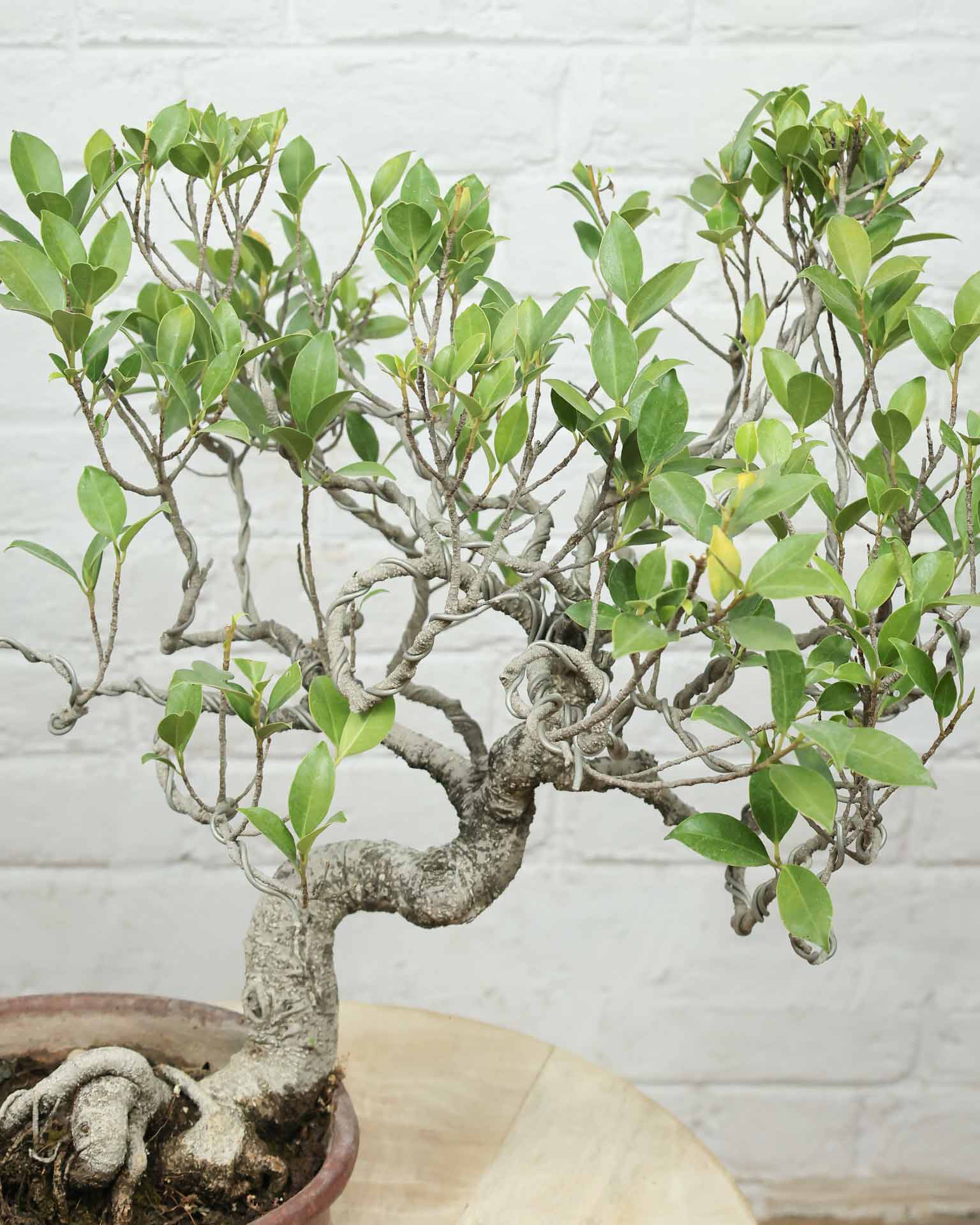 Ficus Nuda (15 Years Old)