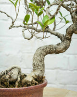 Ficus Nuda (15 Years Old)