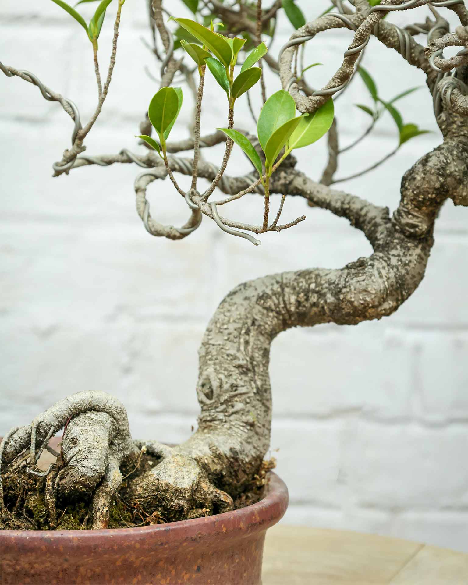 Ficus Nuda (15 Years Old)