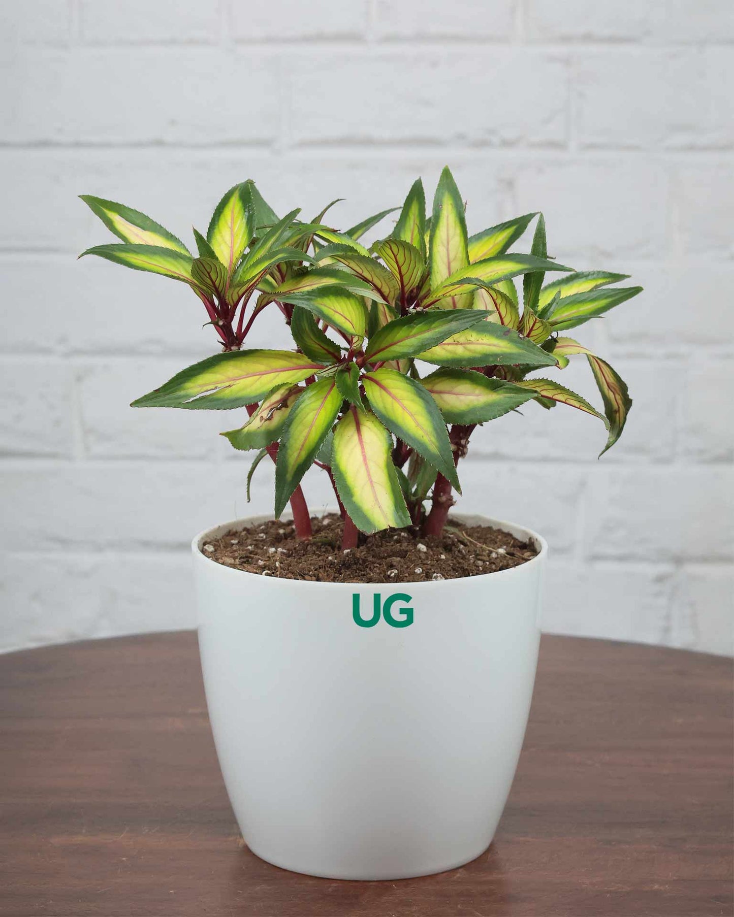 Impatiens Guinea Plant