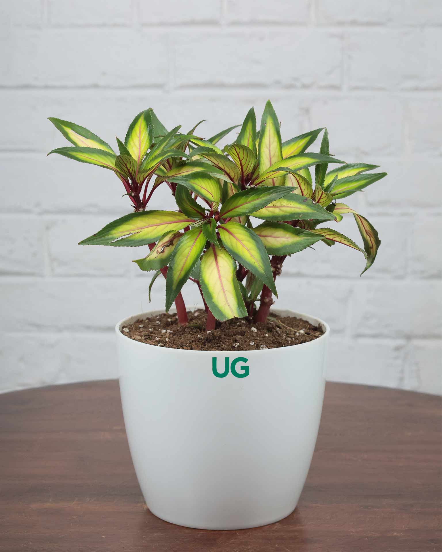Impatiens Guinea Plant
