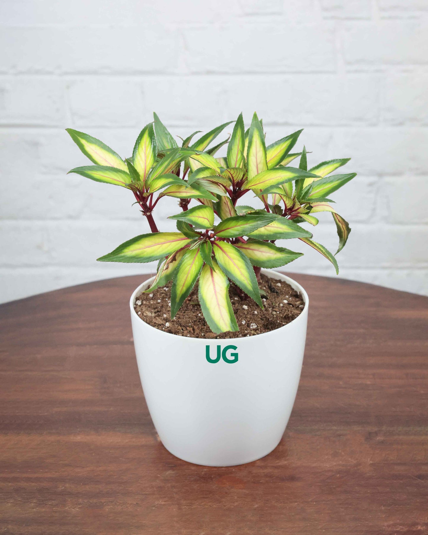 Impatiens Guinea Plant