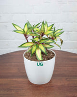 Impatiens Guinea Plant