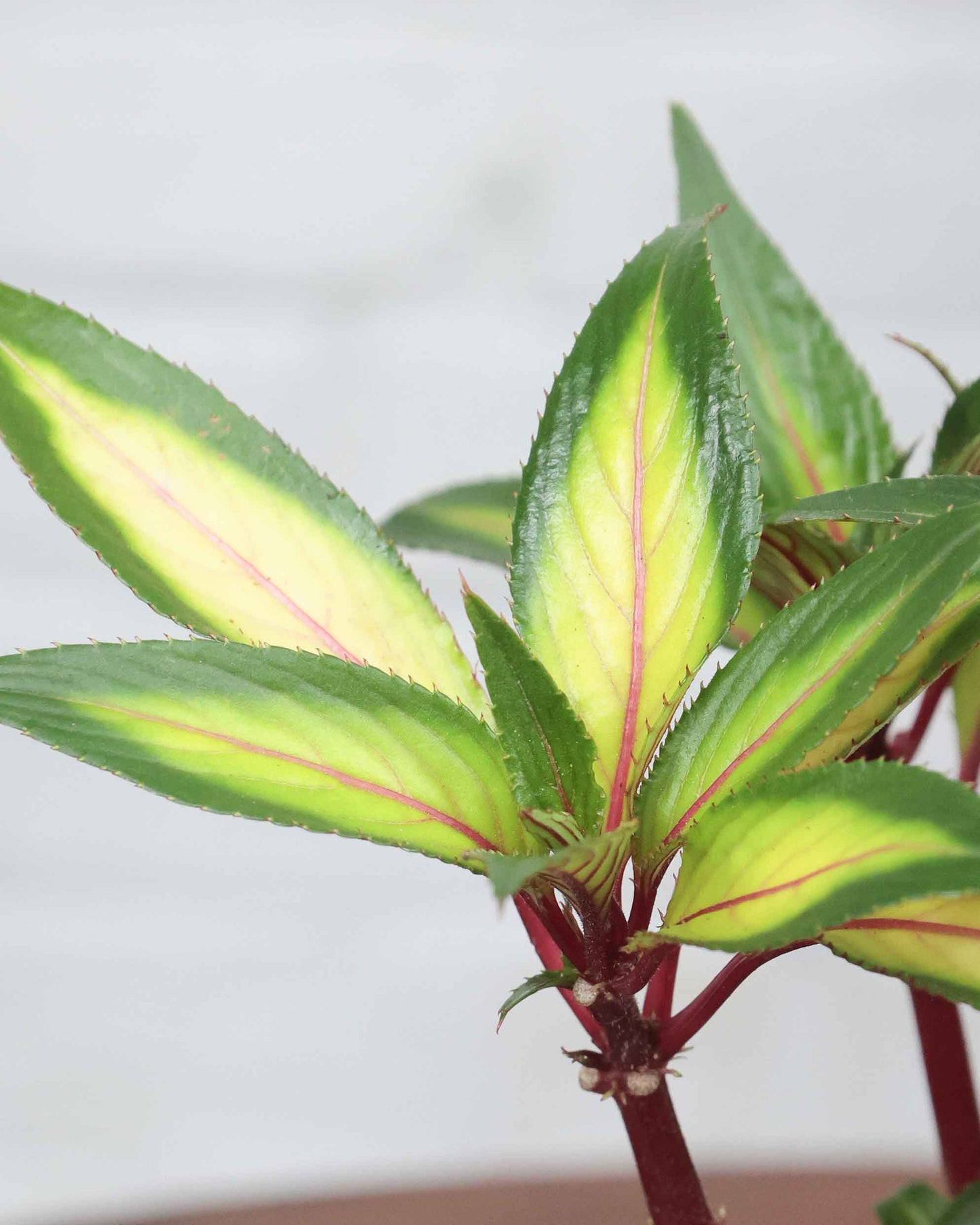 Impatiens Guinea Plant