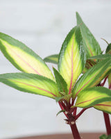 Impatiens Guinea Plant