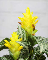Zebra Plant