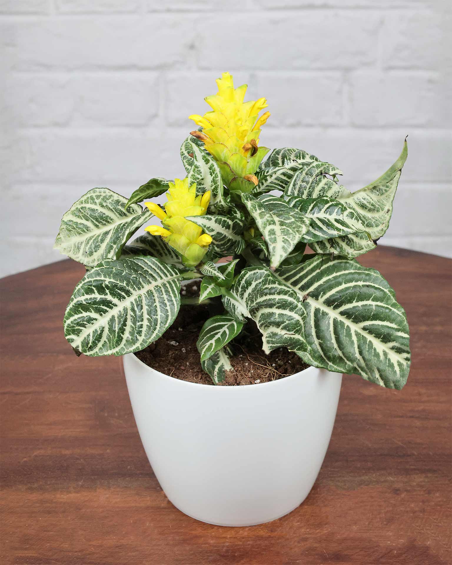 Zebra Plant