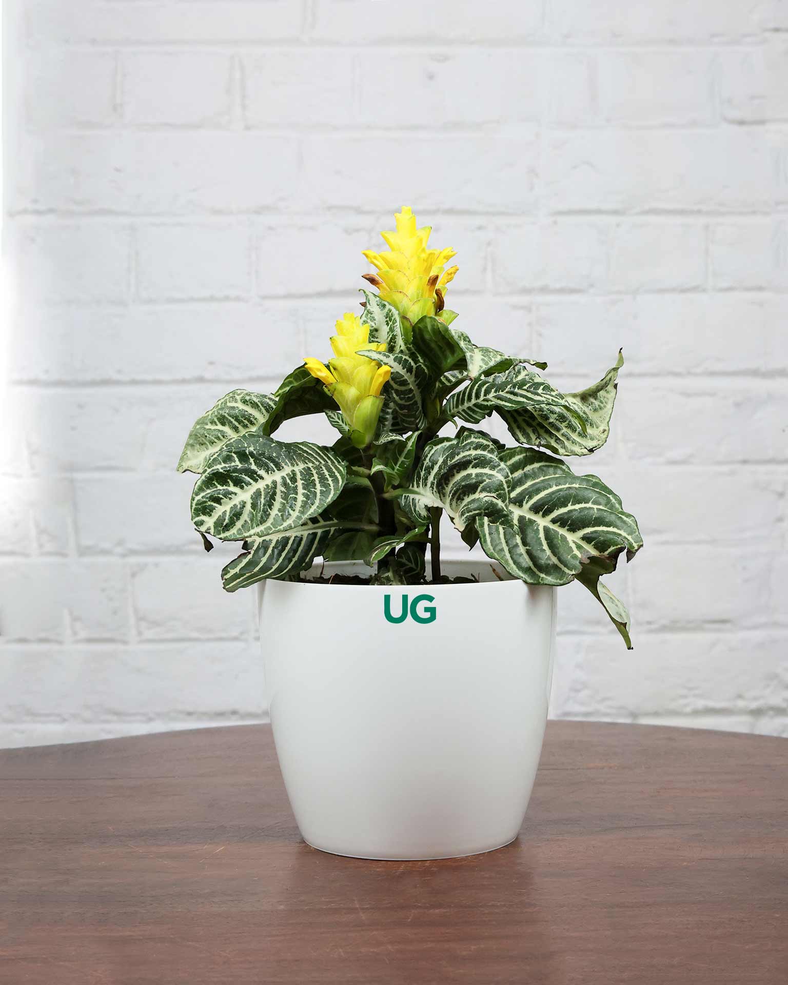 Zebra Plant
