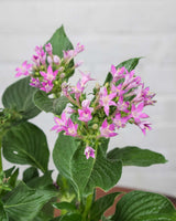 Pentas Plant