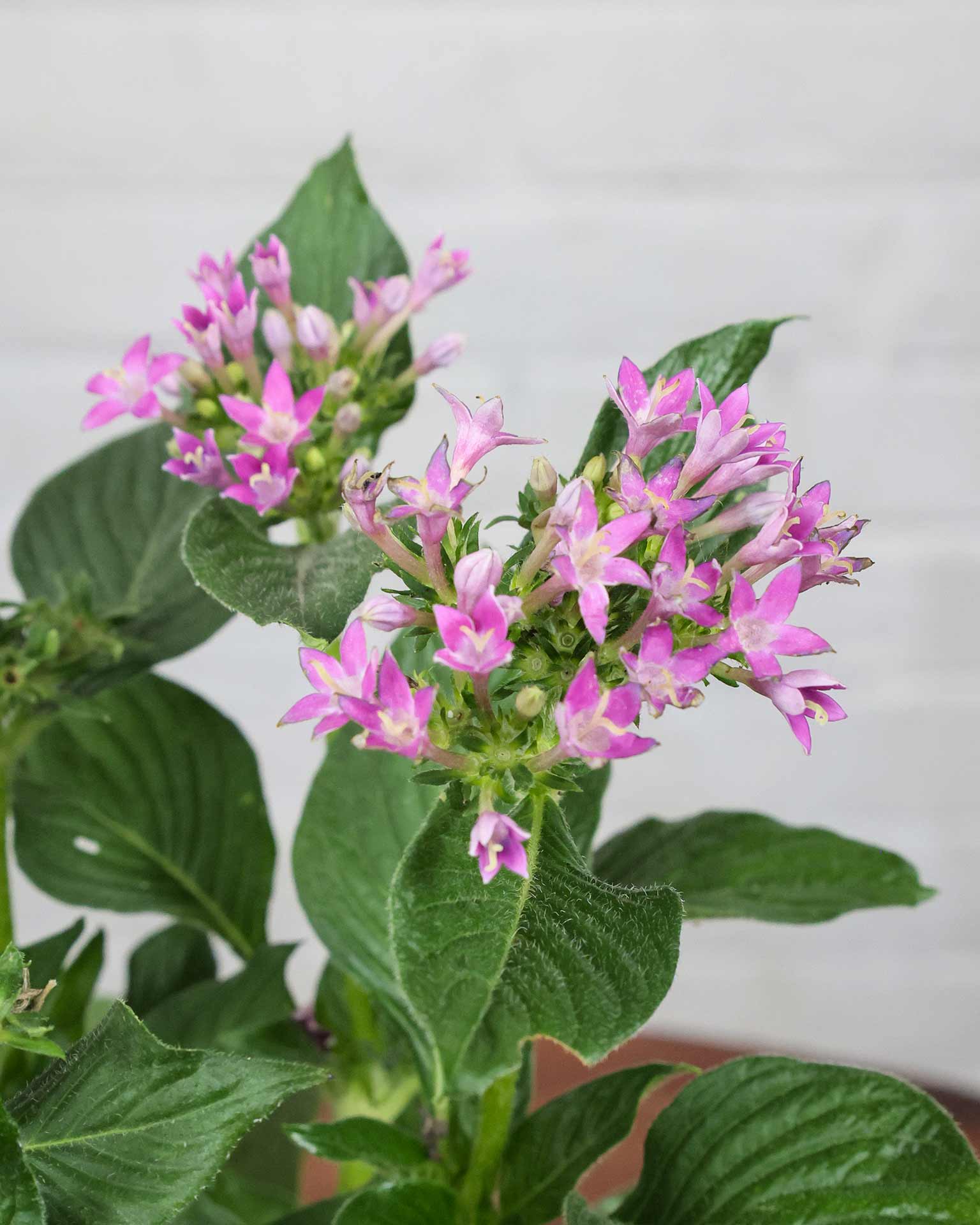 Pentas Plant