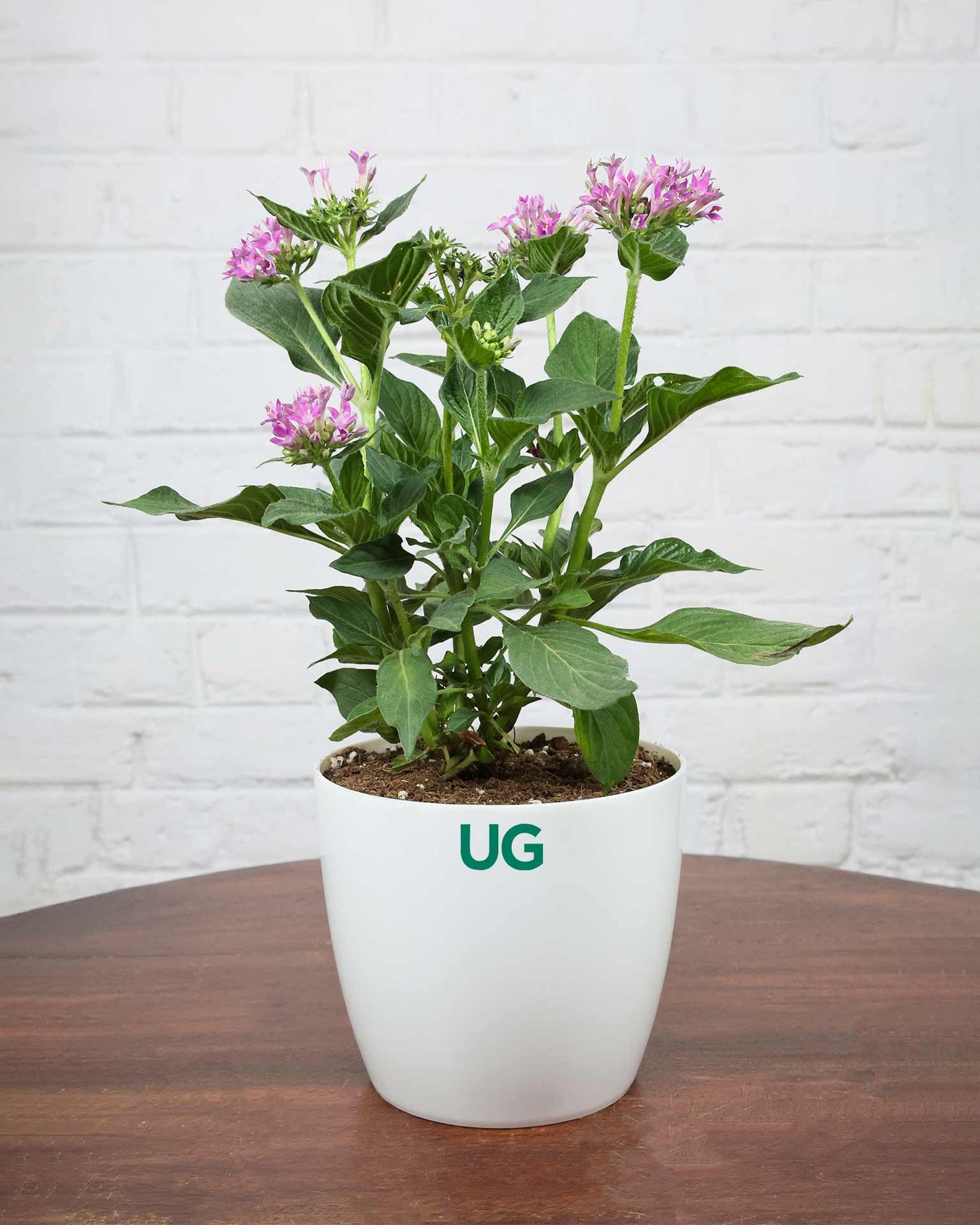 Pentas Plant
