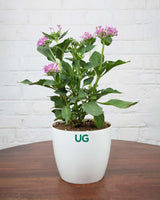 Pentas Plant