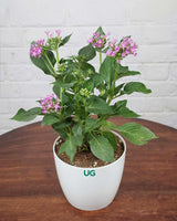 Pentas Plant