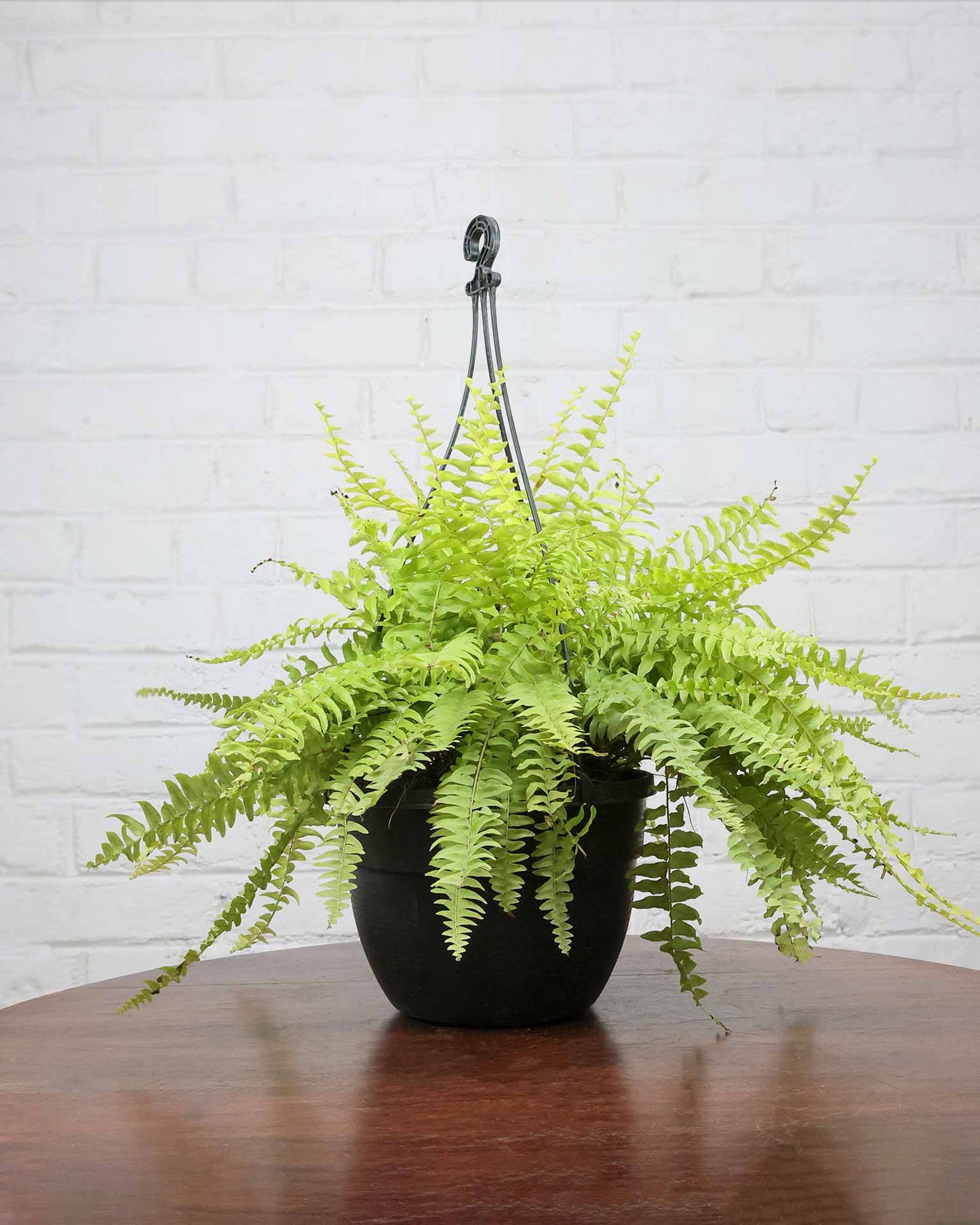 Golden Fern Hanging Basket