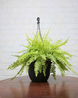 Golden Fern Hanging Basket