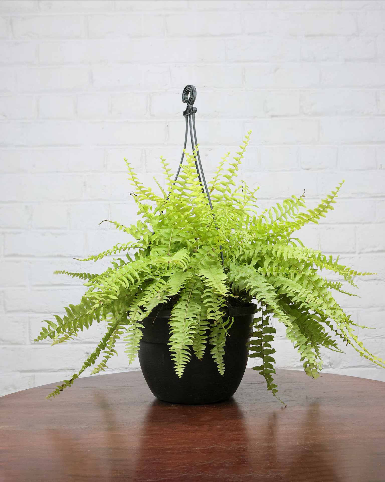 Golden Fern Hanging Basket