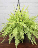 Golden Fern Hanging Basket