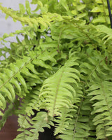 Golden Fern Hanging Basket