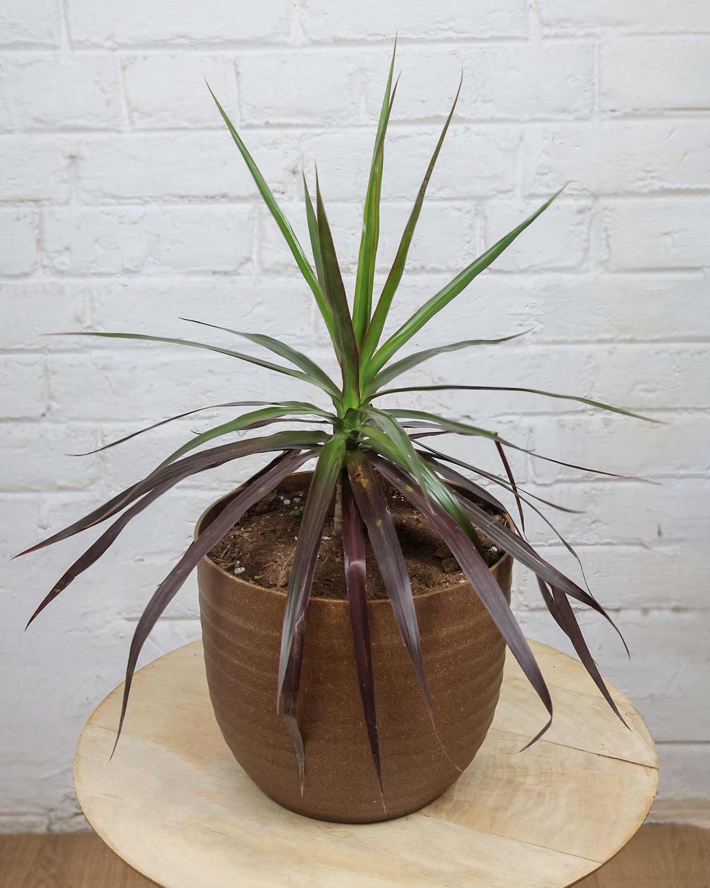 Dracaena Marginata Plant