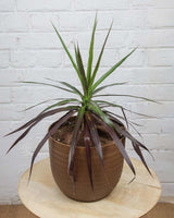 Dracaena Marginata Plant