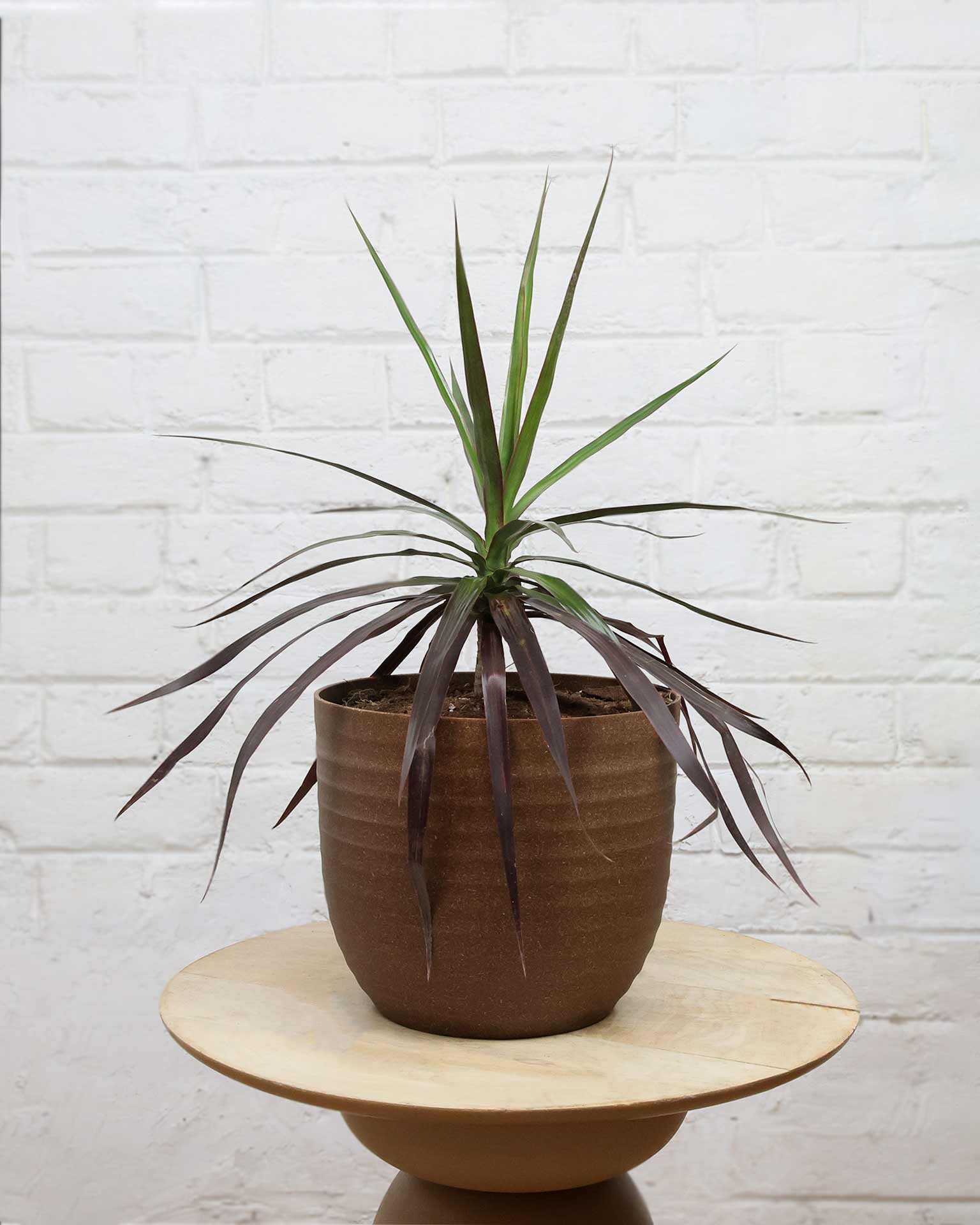 Dracaena Marginata Plant