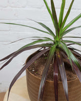 Dracaena Marginata Plant