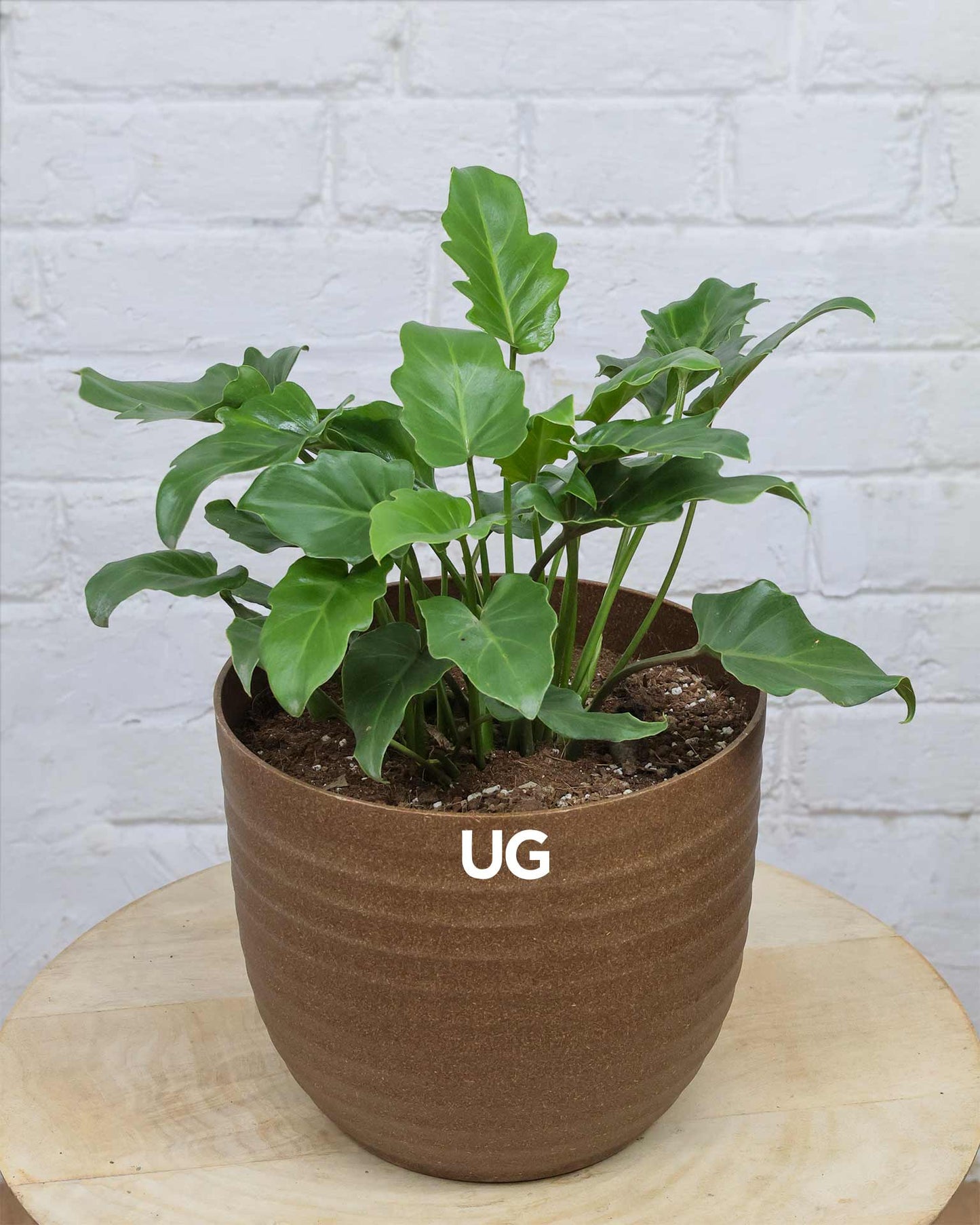 Philodendron Xanadu Plant