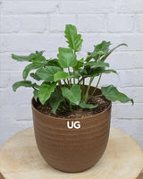 Philodendron Xanadu Plant