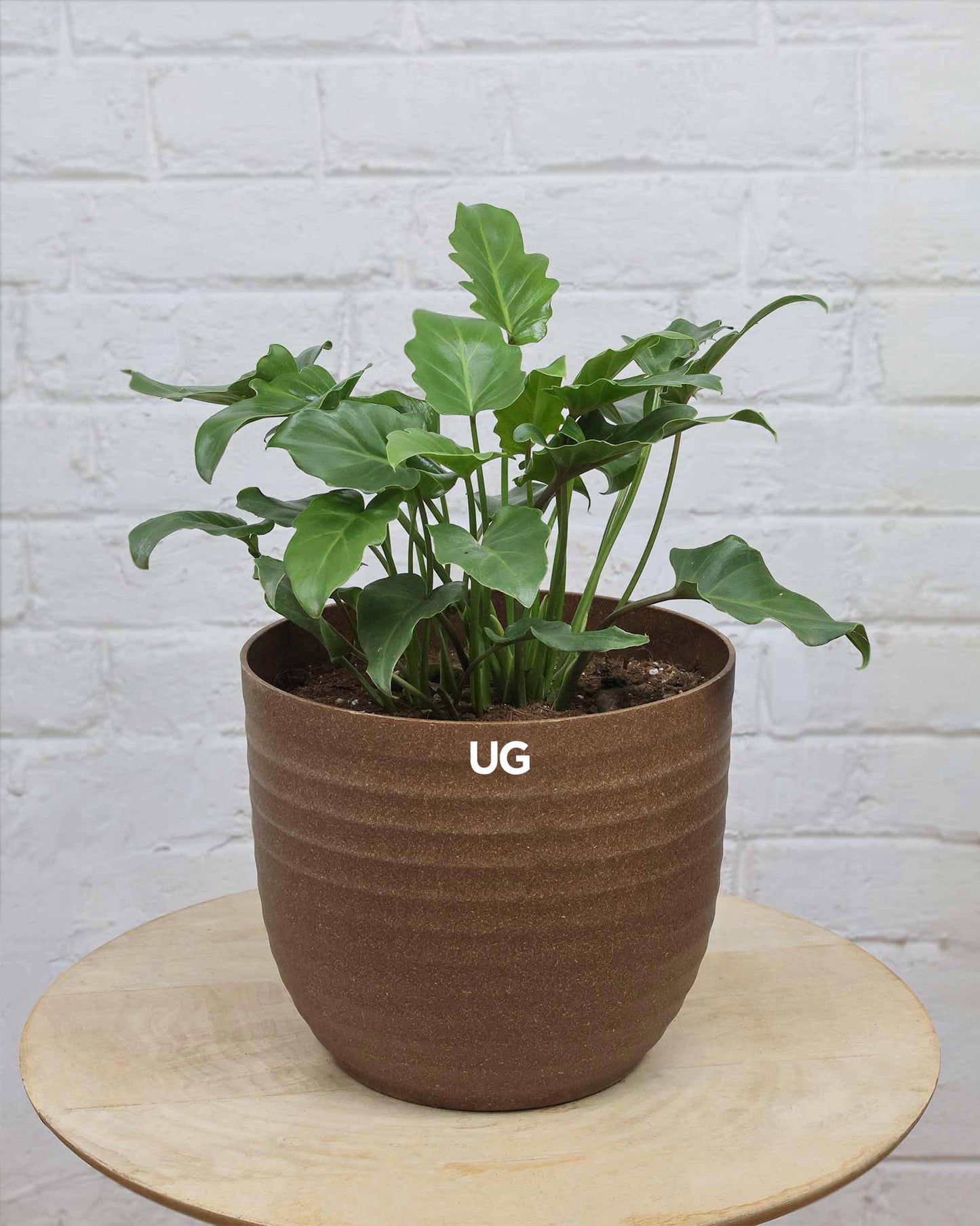 Philodendron Xanadu Plant