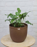 Philodendron Xanadu Plant