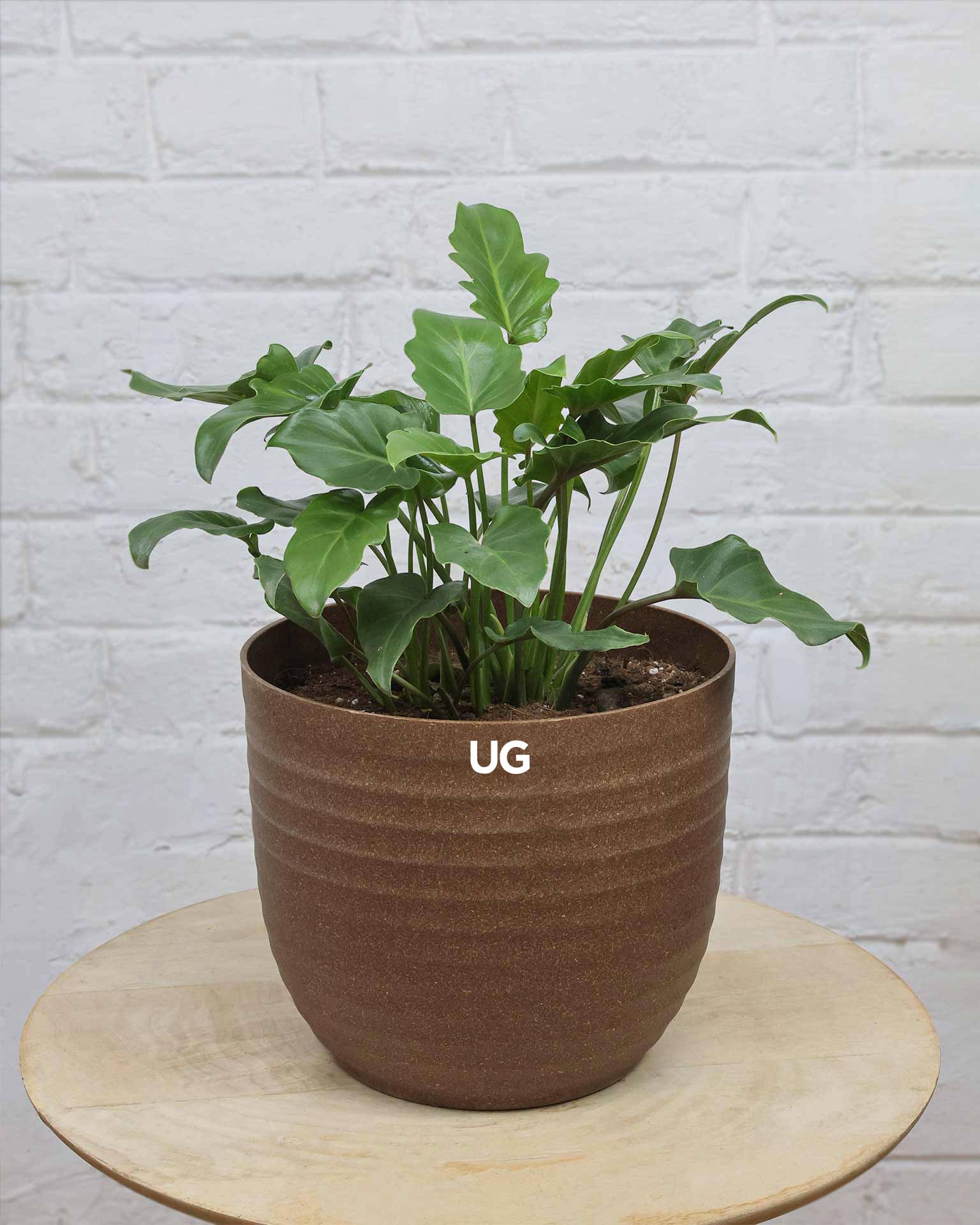 Philodendron Xanadu Plant