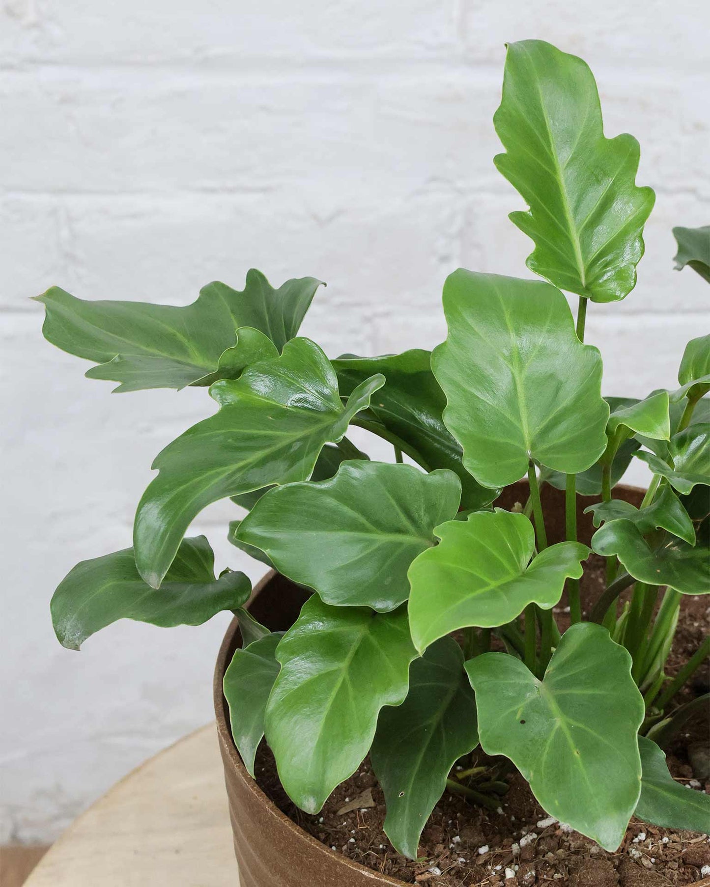 Philodendron Xanadu Plant