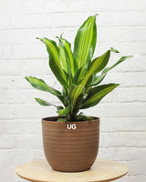 Dracaena Fragrans Medium